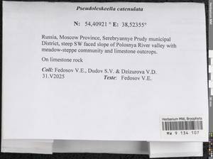 Pseudoleskeella catenulata (Brid. ex Schrad.) Kindb., Гербарий мохообразных, Мхи - Москва и Московская область (B6a) (Россия)