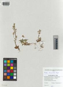 KUZ 005 056, Draba lanceolata Royle, Сибирь, Алтай и Саяны (S2) (Россия)