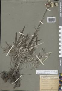 Наголоватка васильковая (L.) Rchb., Восточная Европа, Северо-Украинский район (E11) (Украина)