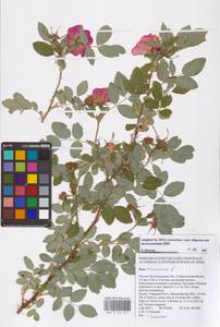 Шиповник майский Herrm., Восточная Европа, Нижневолжский район (E9) (Россия)