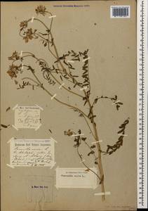 Вязель пестрый, Вязель разноцветный L., Кавказ, Абхазия (K4a) (Абхазия)