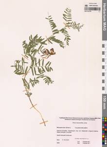 Горошек крупноцветковый Jurtzev, Сибирь, Чукотка и Камчатка (S7) (Россия)