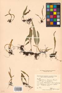 Лепизорус уссурийский (Regel & Mack.) Ching, Сибирь, Дальний Восток (S6) (Россия)