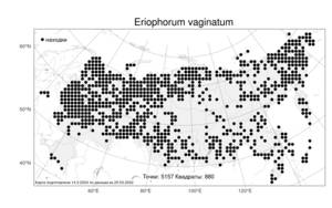 Eriophorum vaginatum, Пушица влагалищная L., Атлас флоры России (FLORUS) (Россия)