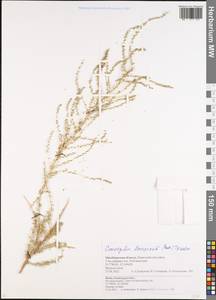 Caroxylon laricinum (Pall.) Tzvelev, Восточная Европа, Восточный район (E10) (Россия)