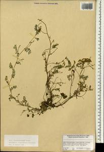 Astragalus himalayanus Kl., Зарубежная Азия (ASIA) (Индия)