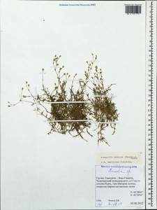 Минуарция щетинковая, Кавказ, Грузия (K4) (Грузия)