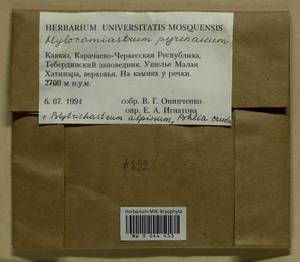 Hylocomiastrum pyrenaicum (Spruce) M. Fleisch. ex Broth., Гербарий мохообразных, Мхи - Северный Кавказ и Предкавказье (B12) (Россия)