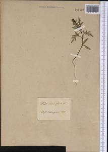 Череда мелкоцветковая Willd., Сибирь, Прибайкалье и Забайкалье (S4) (Россия)