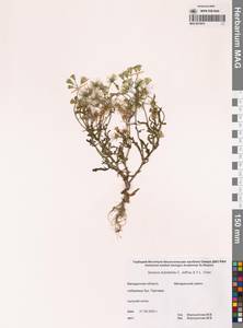 Крестовник сомнительный C.Jeffrey & Y.L.Chen, Сибирь, Чукотка и Камчатка (S7) (Россия)