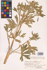 Лютик ядовитый L., Восточная Европа, Нижневолжский район (E9) (Россия)