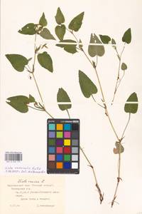 Фиалка Руппа All., Восточная Европа, Московская область и Москва (E4a) (Россия)