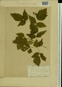 Малина обыкновенная L., Восточная Европа, Московская область и Москва (E4a) (Россия)