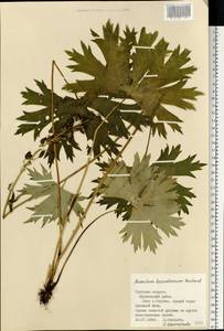 Aconitum lycoctonum subsp. lasiostomum (Rchb.) Warncke, Восточная Европа, Центральный район (E4) (Россия)