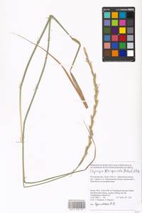 Thinoelymus mucronatus (Opiz) Banfi, Восточная Европа, Ростовская область (E12a) (Россия)