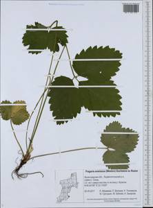 Fragaria ×ananassa (Weston) Rozier, Восточная Европа, Северо-Западный район (E2) (Россия)