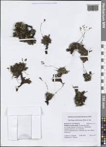 Камнеломка Стеллера Merklein ex Ser., Сибирь, Прибайкалье и Забайкалье (S4) (Россия)