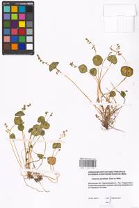 Claytonia perfoliata Donn., Восточная Европа, Московская область и Москва (E4a) (Россия)