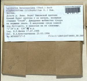 Mesoptychia heterocolpos (Thed. ex Hartm.) L. Söderstr. & Váňa, Гербарий мохообразных, Мхи - Якутия (B19) (Россия)
