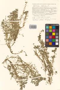 Callitriche palustris subsp. palustris, Сибирь, Дальний Восток (S6) (Россия)