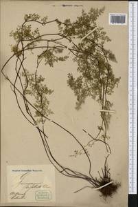 Pityrogramma trifoliata (L.) R. M. Tryon, Америка (AMER) (Колумбия)