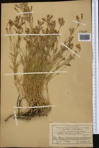 Смолевка брагуйская Boiss., Средняя Азия и Казахстан, Западный Тянь-Шань и Каратау (M3) (Казахстан)