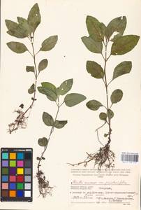 MHA 0 158 114, Мята полевая L., Восточная Европа, Западный район (E3) (Россия)