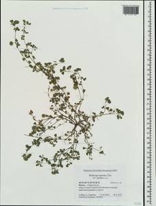 Люцерна жестковатая (L.) All., Крым (KRYM) (Россия)