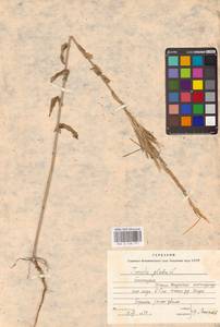 Башеница голая, Башенница гладкая, Вяжечка гладкая L., Восточная Европа, Восточный район (E10) (Россия)