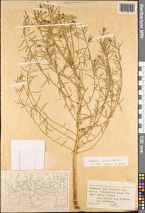 Euphorbia cyrtophylla (Prokh.) Prokh., pro syn., Средняя Азия и Казахстан, Памир и Памиро-Алай (M2) (Таджикистан)