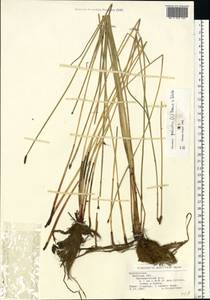 Болотница болотная, Болотница обыкновенная (L.) Roem. & Schult., Восточная Европа, Белоруссия (E3a) (Белоруссия)