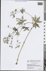 Герань луговая L., Восточная Европа, Восточный район (E10) (Россия)