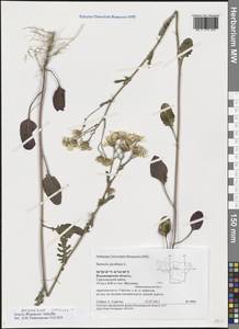 Якобея ферганская (Schischk.) B.Nord., Восточная Европа, Центральный район (E4) (Россия)