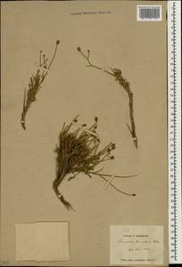 Tanacetum dumosum Boiss., Зарубежная Азия (ASIA) (Иран)