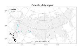 Caucalis platycarpos, Прицепник широкоплодный L., Атлас флоры России (FLORUS) (Россия)
