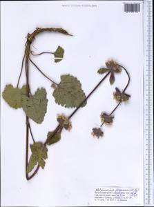 Phlomoides ferganensis (Popov) Adylov, Kamelin & Makhm., Средняя Азия и Казахстан, Западный Тянь-Шань и Каратау (M3) (Киргизия)
