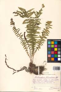 Страусник обыкновенный (L.) Tod., Восточная Европа, Московская область и Москва (E4a) (Россия)