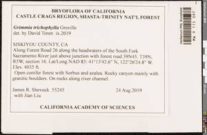 Grimmia trichophylla Grev., Гербарий мохообразных, Мхи - Америка (BAm) (США)