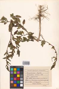 Chenopodium betaceum Andrz., Восточная Европа, Волжско-Камский район (E7) (Россия)