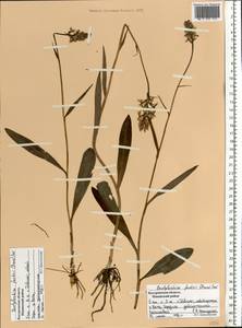 Пальчатокоренник Фукса (Druce) Soó, Восточная Европа, Центральный лесной район (E5) (Россия)