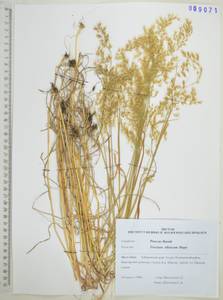 Sibirotrisetum sibiricum (Rupr.) Barberá, Сибирь, Дальний Восток (S6) (Россия)
