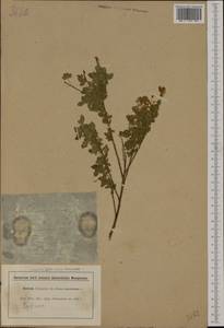 Cytisophyllum sessilifolium (L.)O.Lang, Западная Европа (EUR) (Франция)
