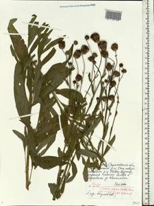 Cirsium arvense var. integrifolium Wimm. & Grab., Восточная Европа, Нижневолжский район (E9) (Россия)