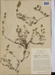 Thymus pannonicus All., Западная Европа (EUR) (Италия)