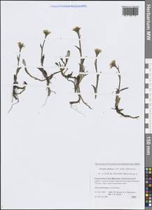 Эндоцеллион сибирский (J.F.Gmel.) J.Toman, Сибирь, Якутия (S5) (Россия)