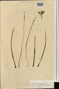 Iridaceae, Зарубежная Азия (ASIA) (Британская территория в Индийском океане)