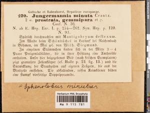 Sphenolobus minutus (Schreb. ex Cranz) Berggr., Гербарий мохообразных, Мхи - Западная Европа (BEu) (Чехия)