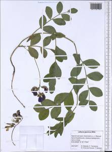 Чина японская Willd., Сибирь, Чукотка и Камчатка (S7) (Россия)