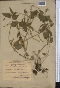 Лебеда лежачая, Лебеда простертая DC., Средняя Азия и Казахстан, Северный и Центральный Казахстан (M10) (Казахстан)