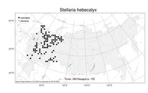Stellaria hebecalyx, Звездчатка пушисточашечковая Fenzl, Атлас флоры России (FLORUS) (Россия)